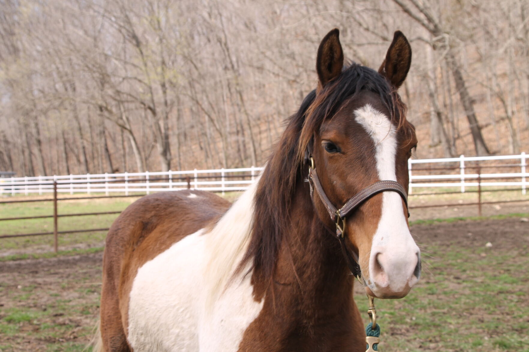 Last week's pet, still available: Bronson